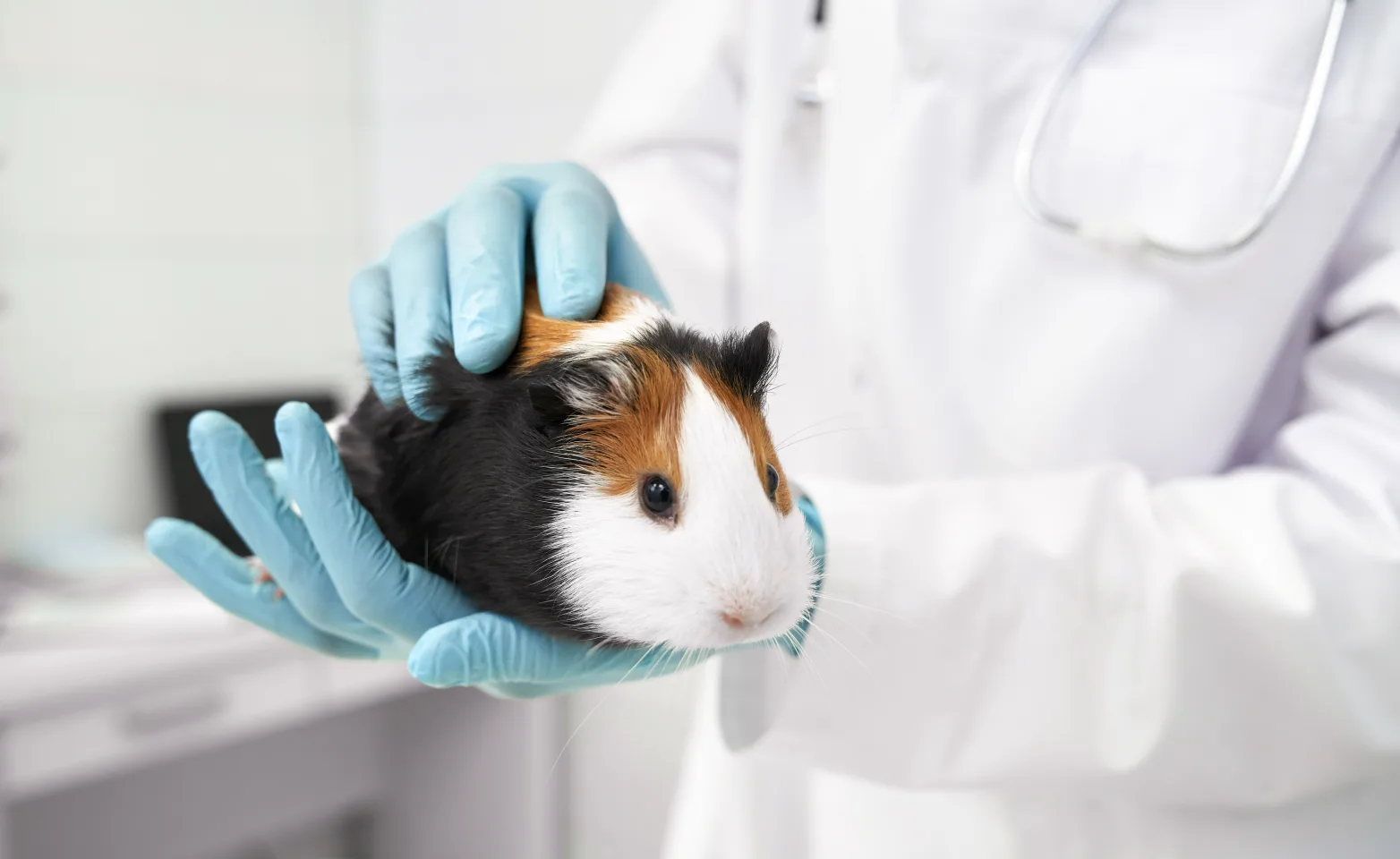A guinea pig being held by a vet
